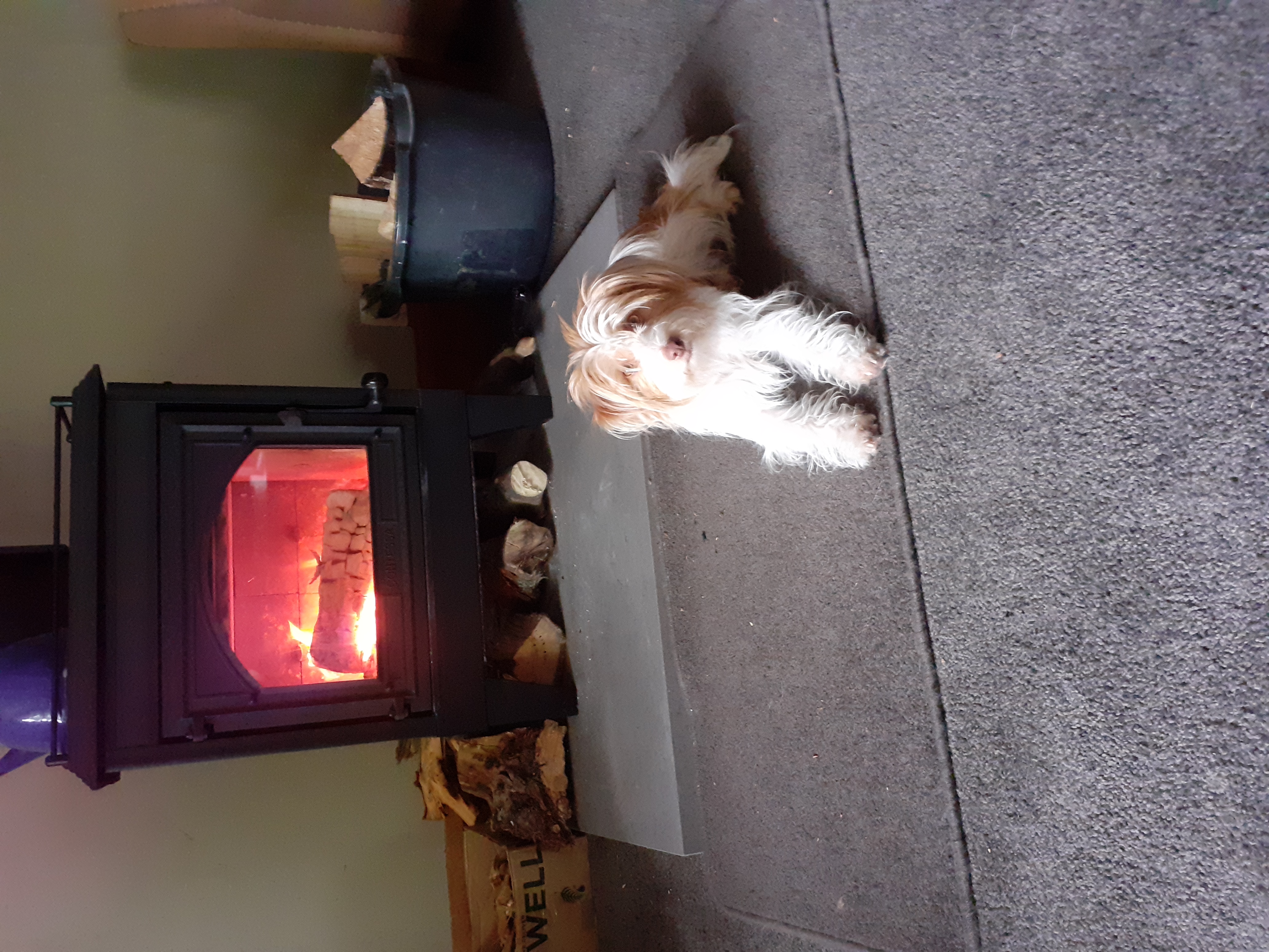 Name:  Tillymonster in front of the fire,.jpg
Views: 303
Size:  3.81 MB