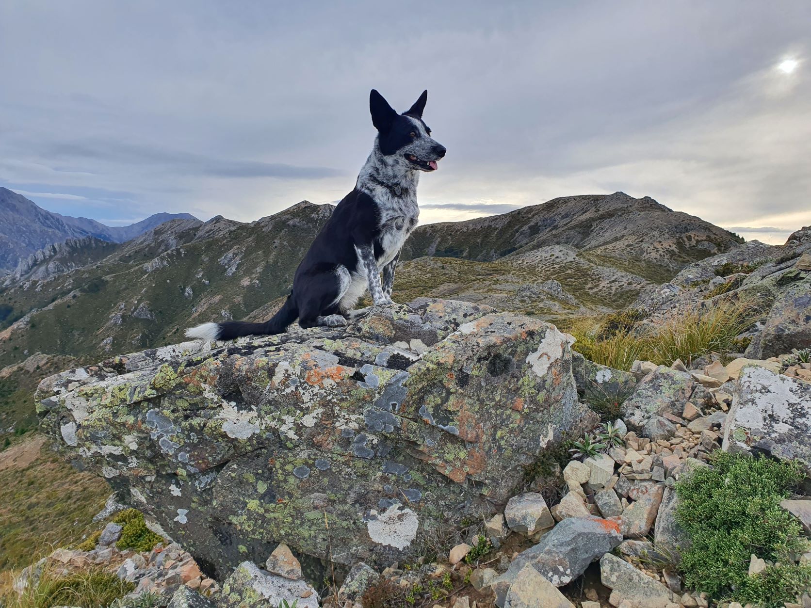 Name:  mountain dog.jpg
Views: 285
Size:  469.6 KB
