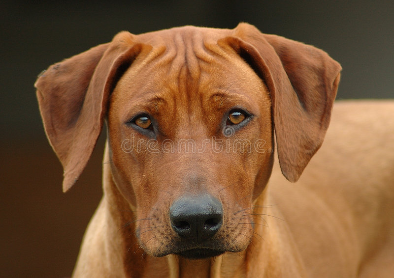 Name:  rhodesian-ridgeback-dog-head-portrait-973662.jpg
Views: 242
Size:  95.8 KB