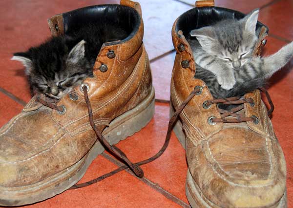 Name:  pussinboots.jpg
Views: 383
Size:  39.6 KB