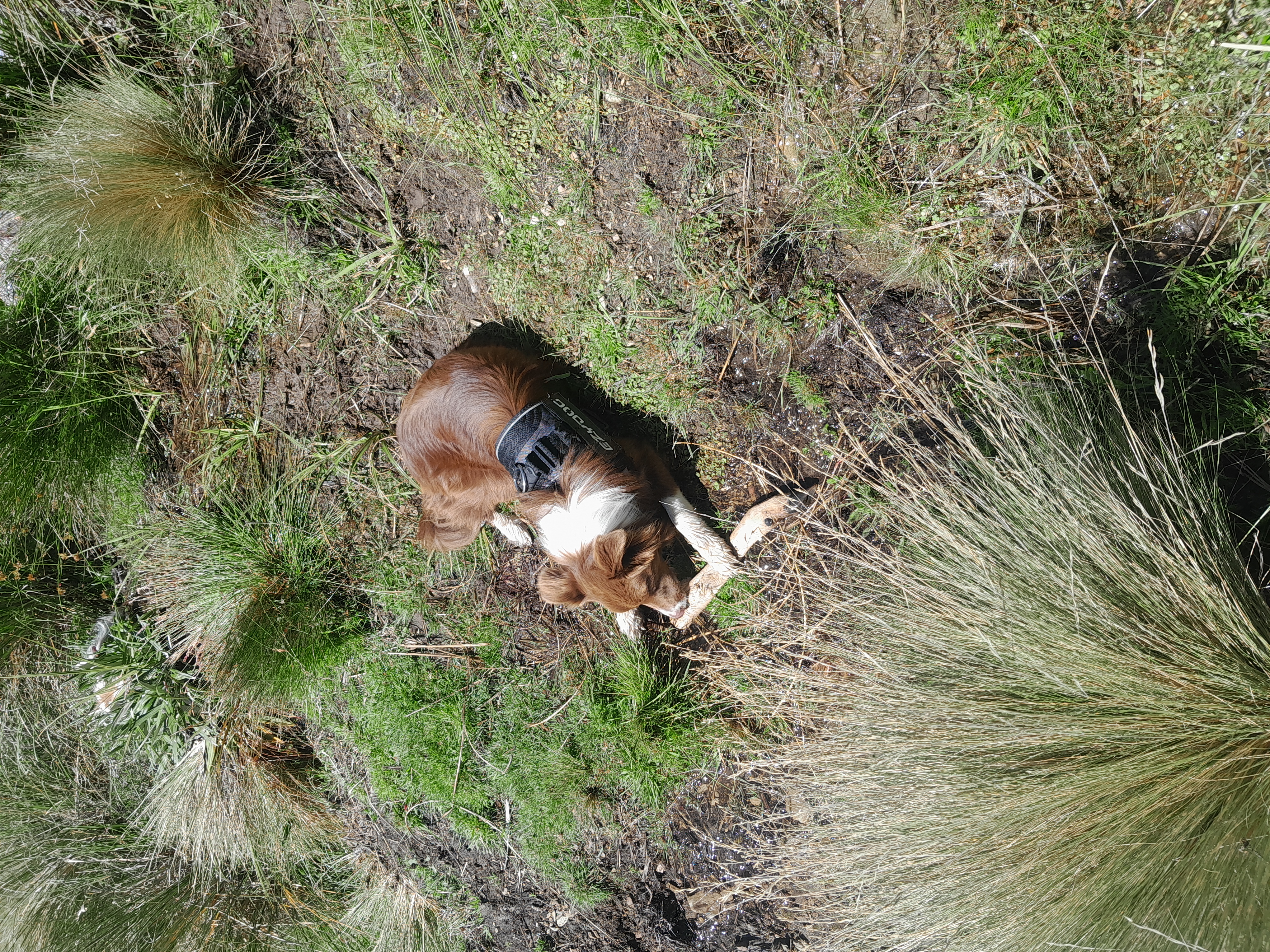 Name:  Pippi chewing on spiker hock.jpg
Views: 256
Size:  9.30 MB