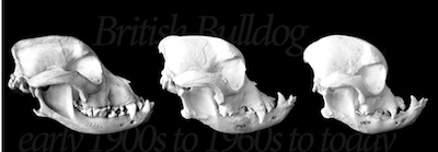 Name:  change-in-shape-of-the-bull-dog-skull.jpg
Views: 135
Size:  24.6 KB