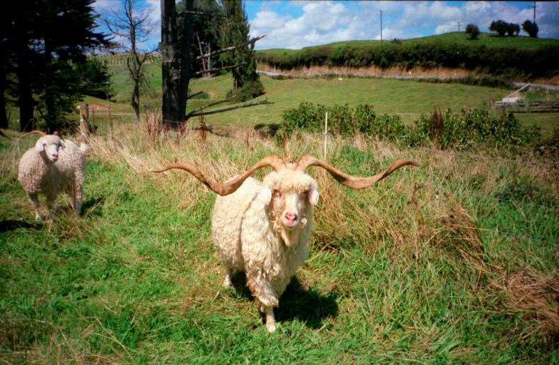 Name:  goat.jpg
Views: 479
Size:  103.1 KB